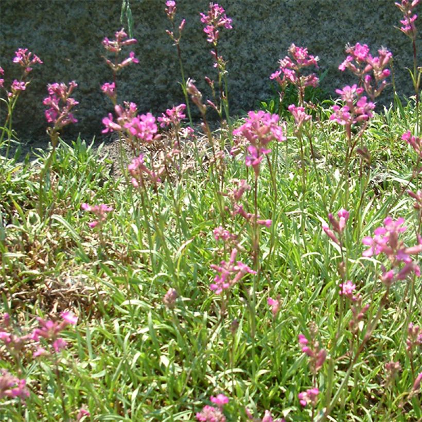 Lychnis viscaria Plena (Floración)