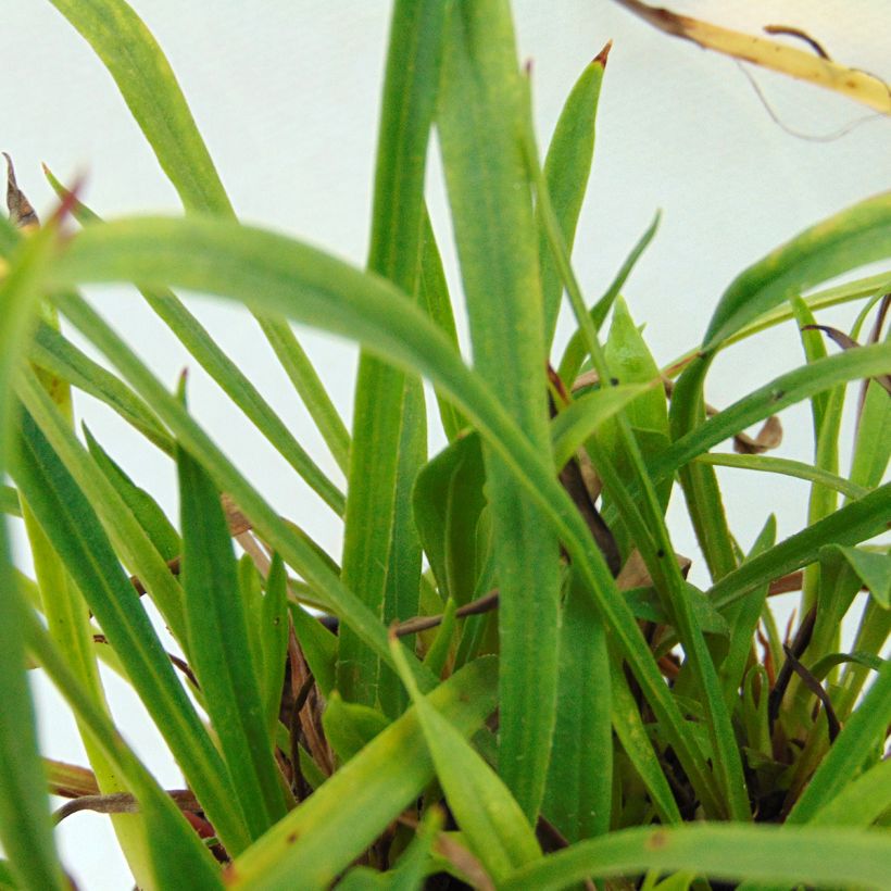 Lychnis viscaria Plena (Follaje)