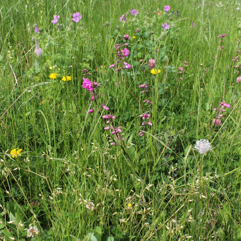 Lychnis viscaria Plena (Porte)