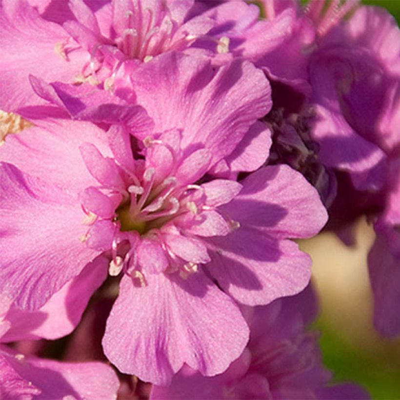 Lychnis viscaria Splendens (Floración)