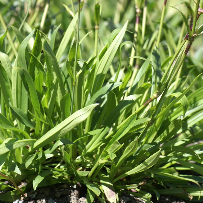 Lychnis yunnanensis (Follaje)