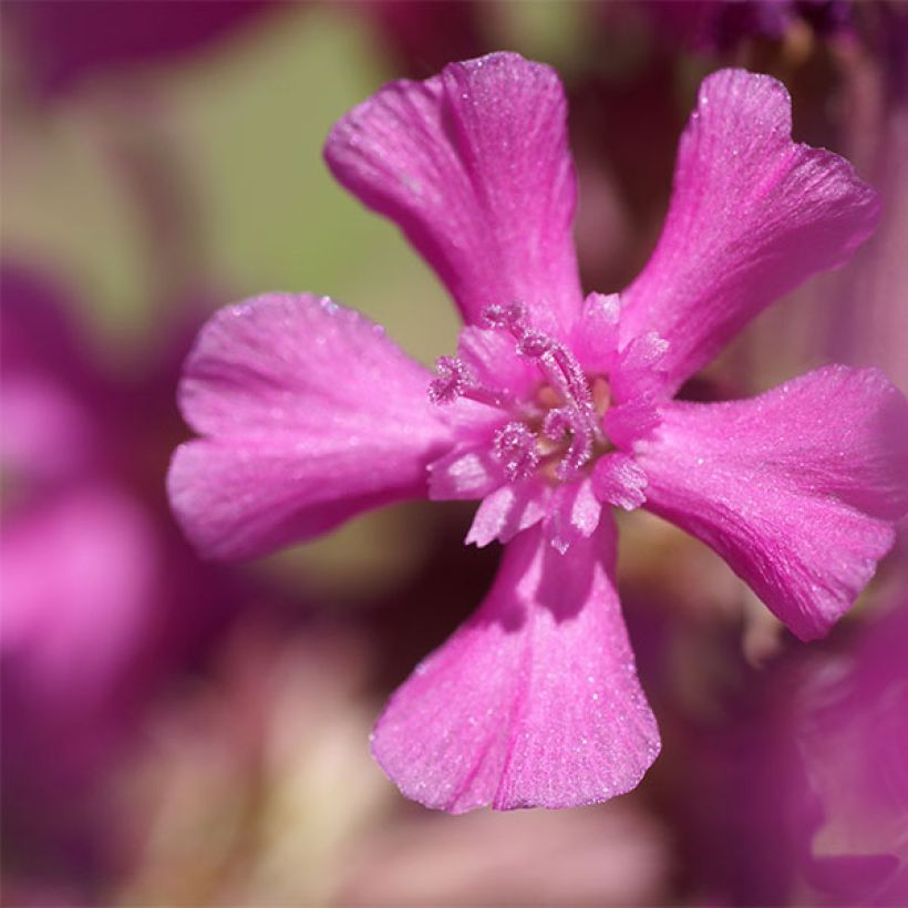 Lychnis yunnanensis (Floración)