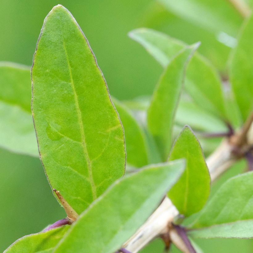 Goji - Lycium chinense (Follaje)