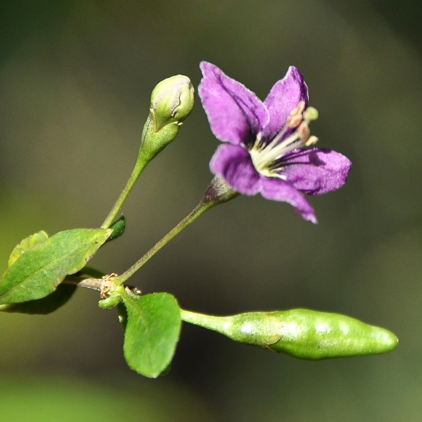 Goji - Lycium chinense (Floración)