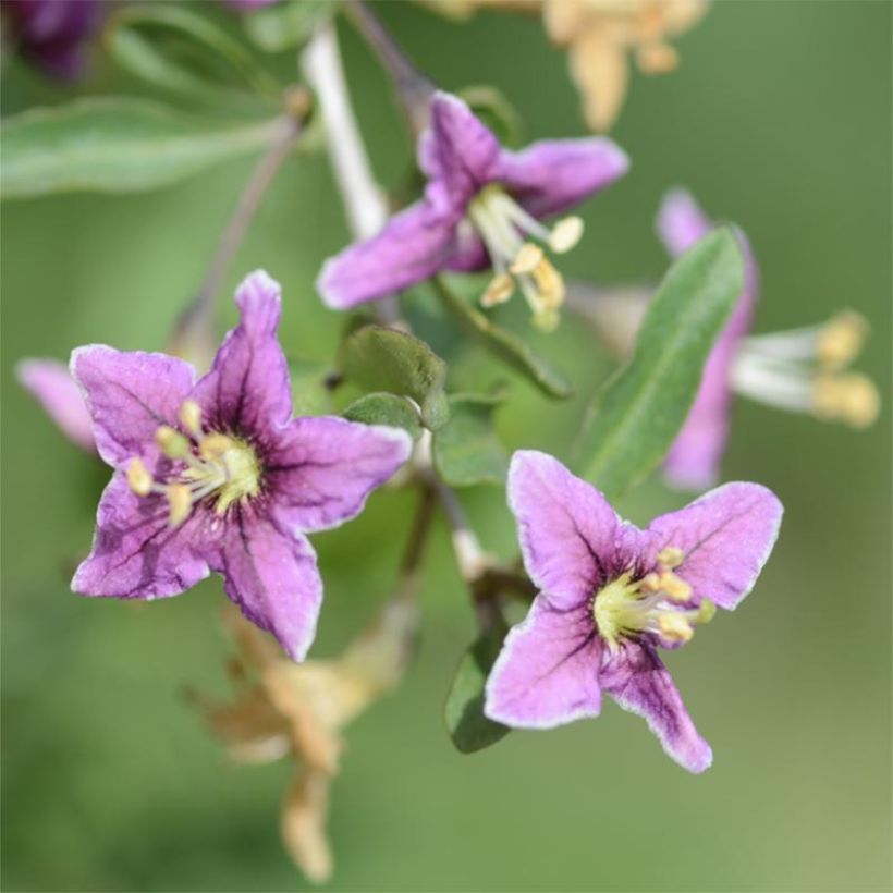 Goji - Lycium barbarum (Floración)