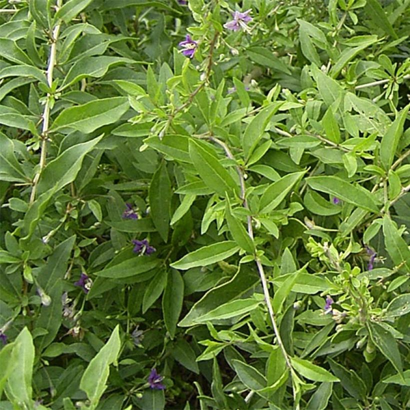 Goji - Lycium barbarum (Follaje)