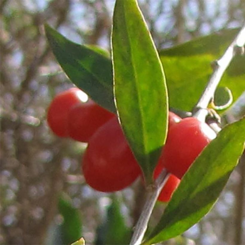 Goji - Lycium barbarum (Cosecha)