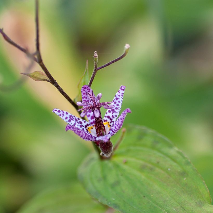 Tricyrtis formosana Pink Freckles - Lirio sapo (Floración)