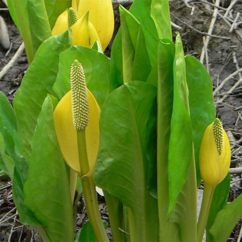 Lysichitum americanus - Col de mofeta occidental (Follaje)