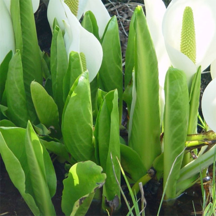 Lysichiton camtschatcensis (Follaje)