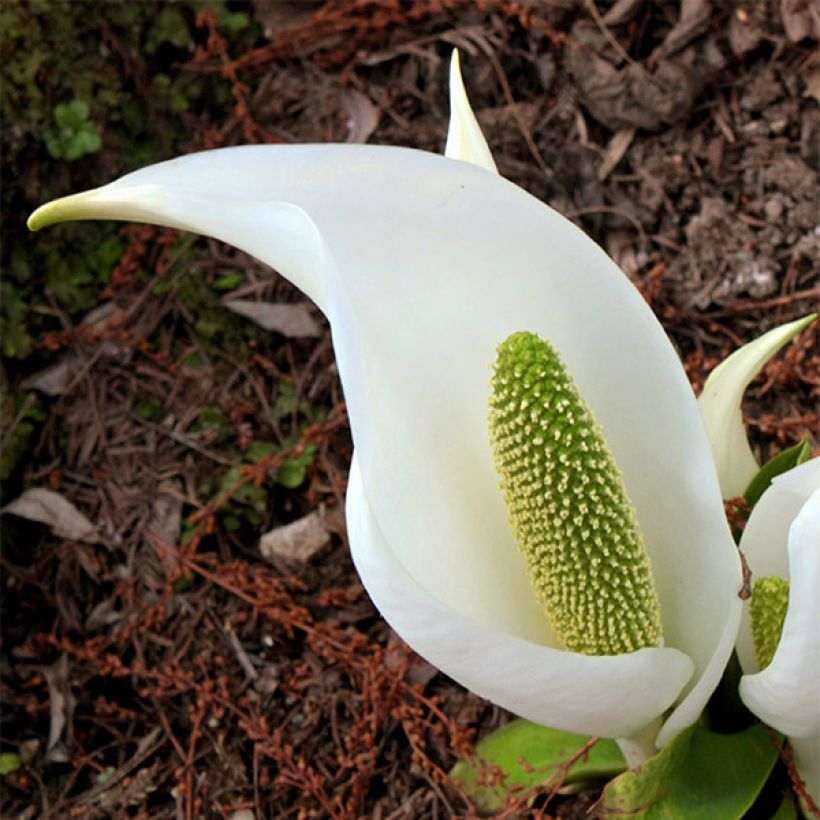 Lysichiton camtschatcensis (Floración)