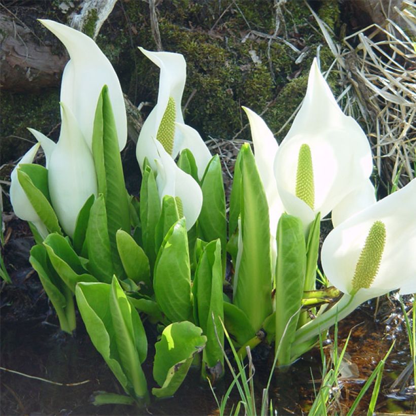 Lysichiton camtschatcensis (Porte)