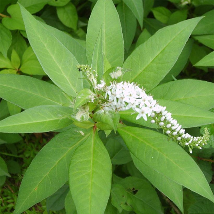 Lysimachia barystachys (Follaje)