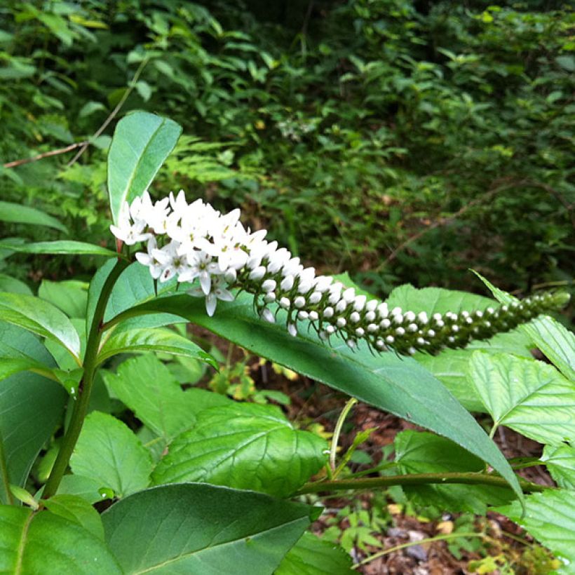 Lysimachia barystachys (Floración)