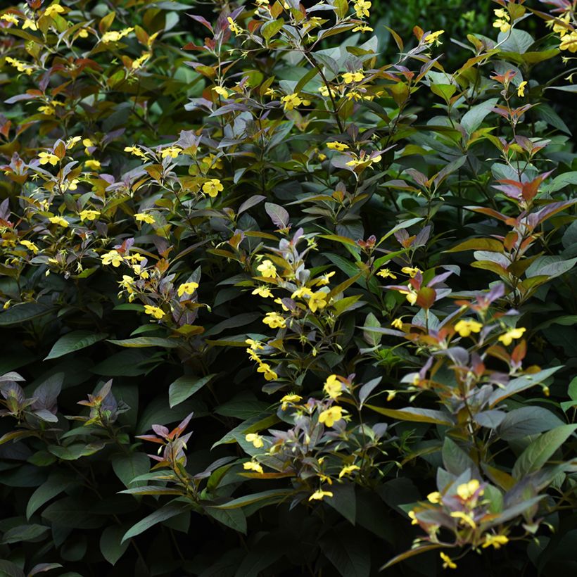 Lysimachia ciliata Fire Cracker (Porte)