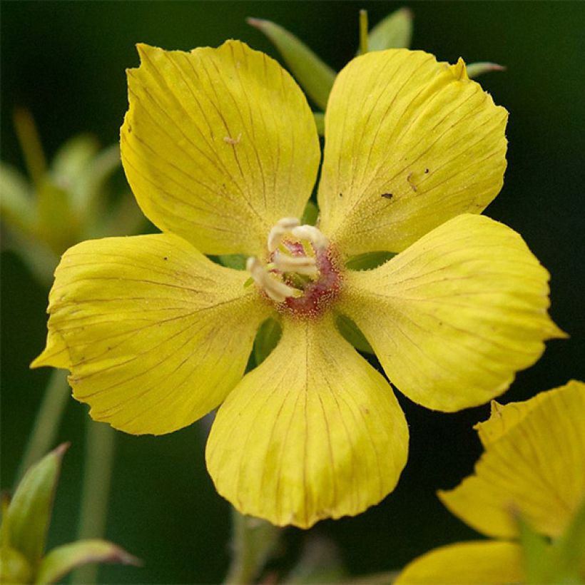 Lysimachia ciliata Fire Cracker (Floración)