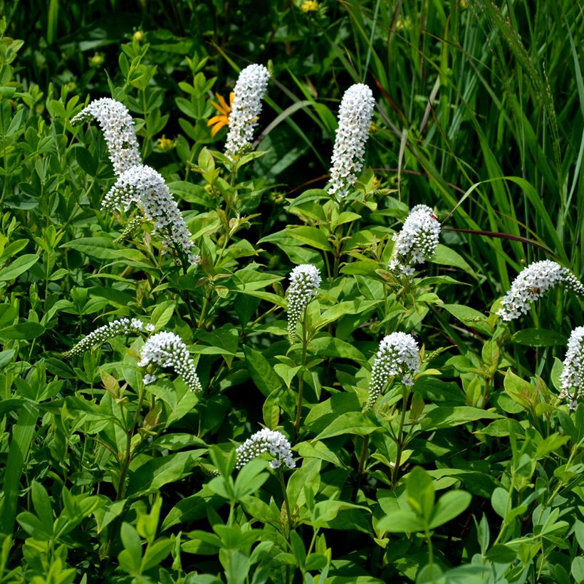 Lysimachia clethroides (Porte)