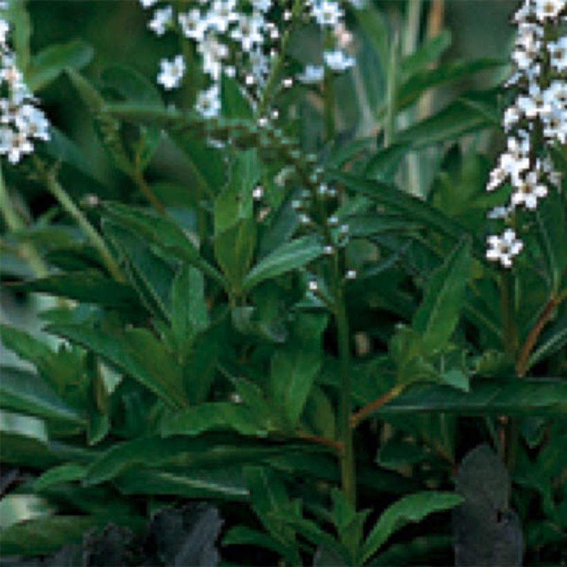 Lysimachia fortunei (Follaje)