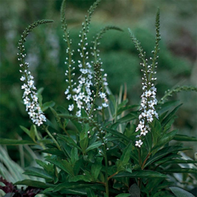 Lysimachia fortunei (Floración)