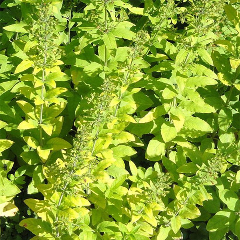 Lysimachia lichiangensis (Follaje)