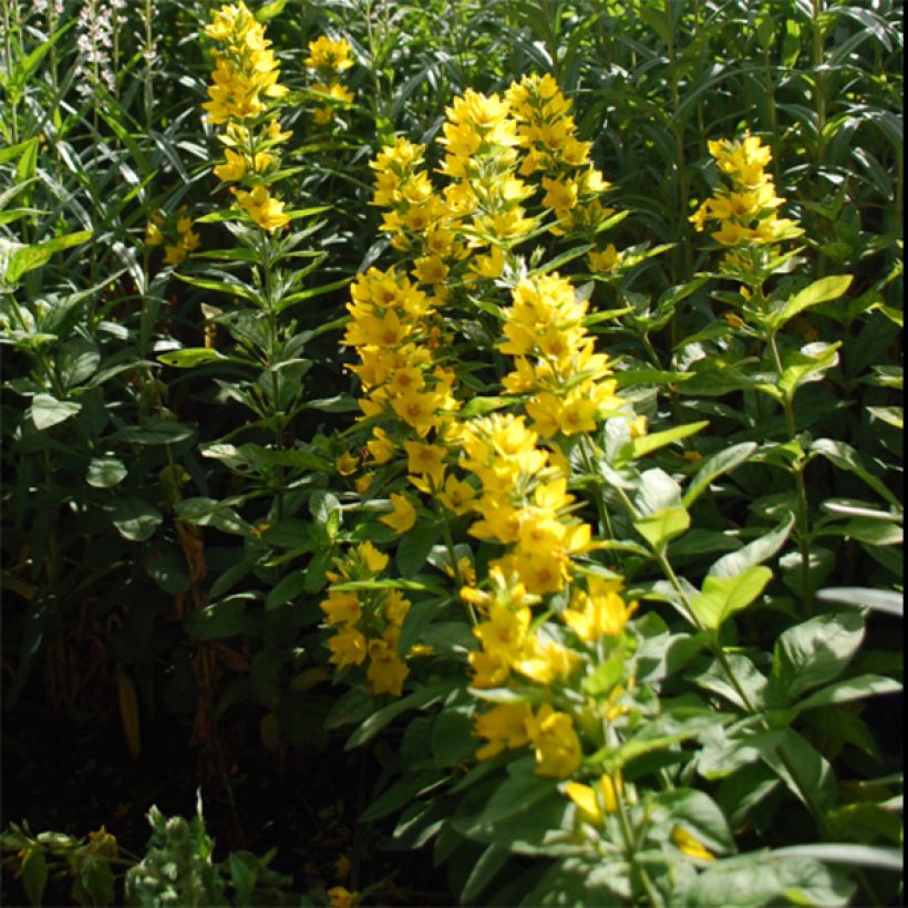 Lysimachia lichiangensis (Floración)