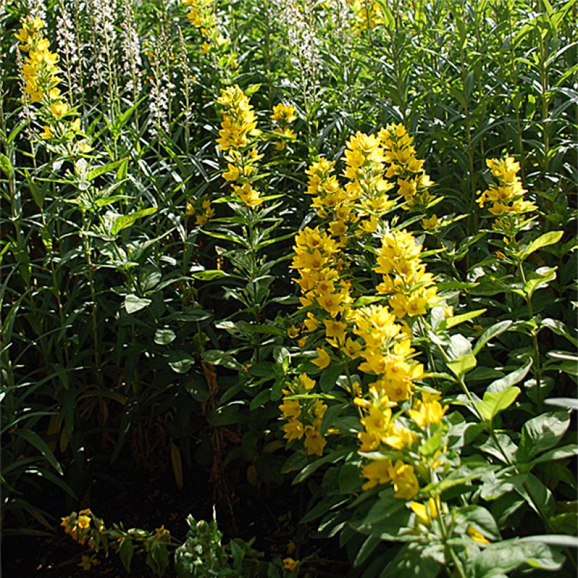 Lysimachia lichiangensis (Porte)