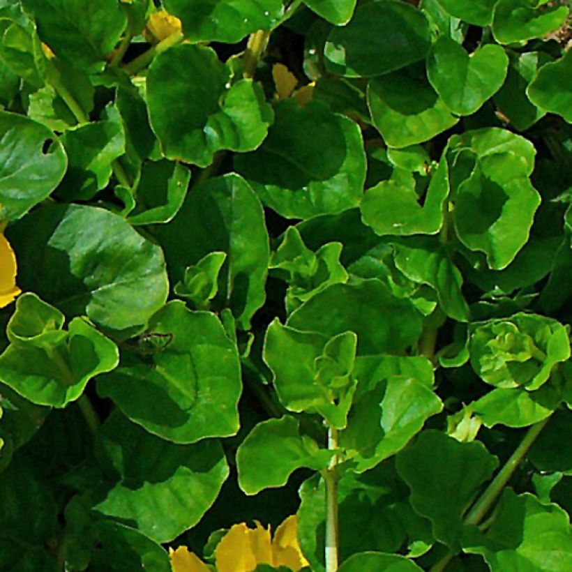 Lysimachia nummularia - Hierba de la moneda (Follaje)