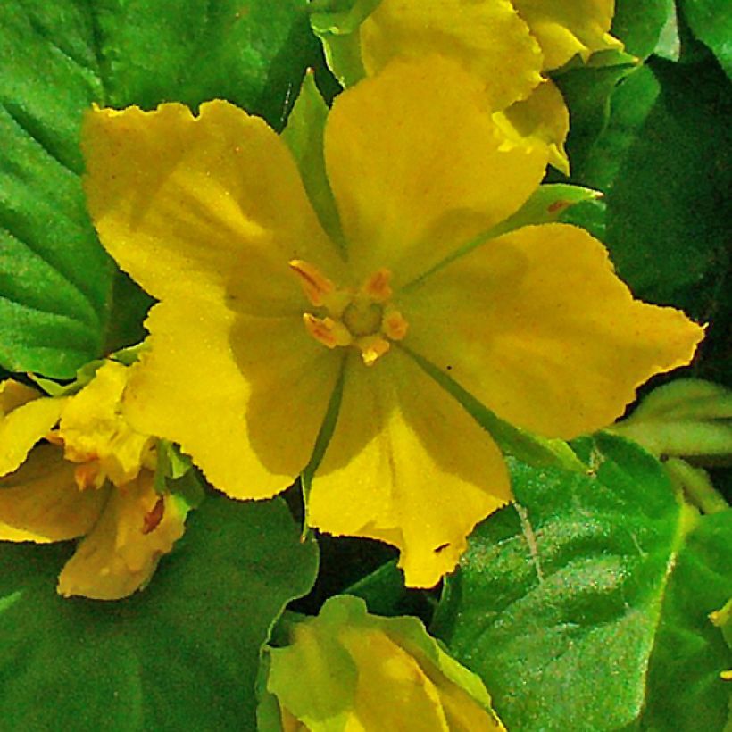 Lysimachia nummularia - Hierba de la moneda (Floración)