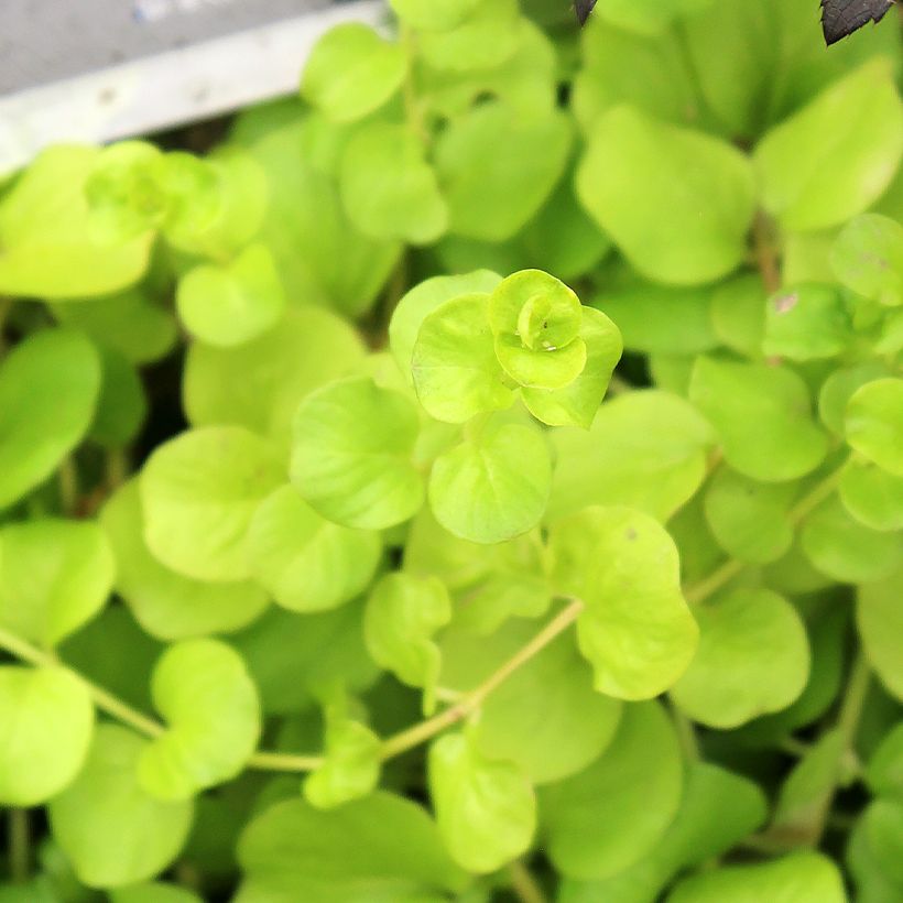 Lysimachia nummularia Goldilocks (Follaje)