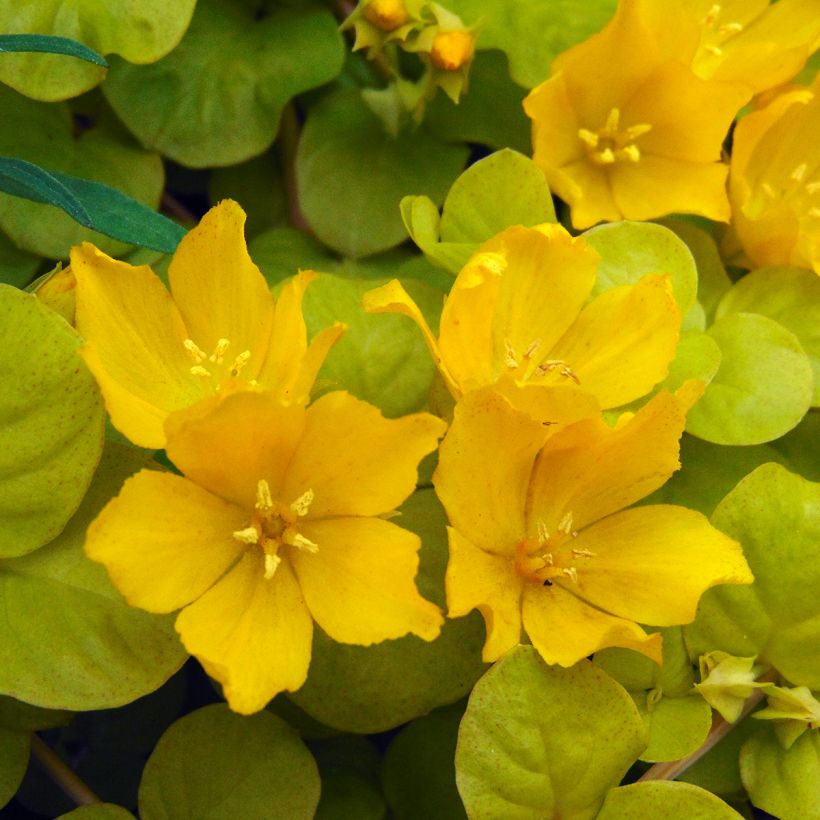 Lysimachia nummularia Aurea (Floración)