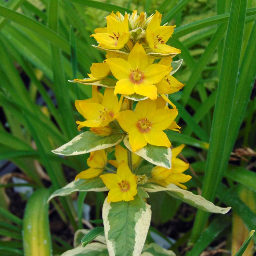 Lysimachia punctata Alexander - Salicaria punteada (Floración)