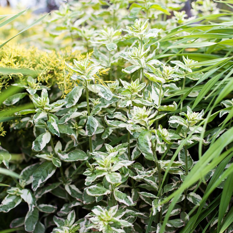 Lysimachia punctata Alexander - Salicaria punteada (Porte)