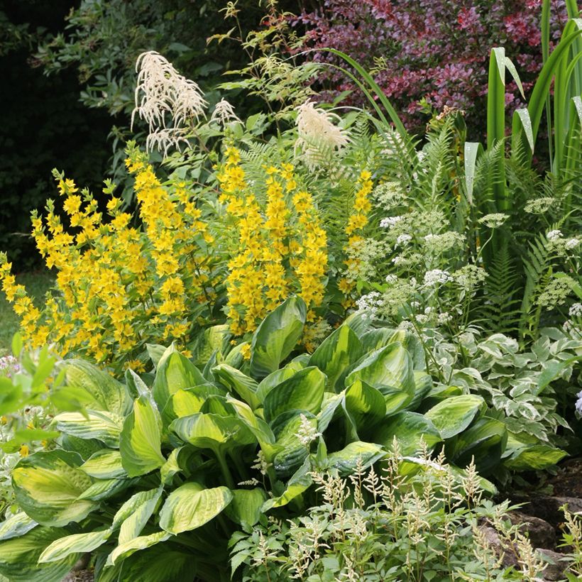 Lysimachia punctata - Salicaria punteada (Porte)