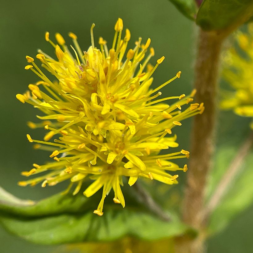 Lysimachia thyrsiflora (Floración)