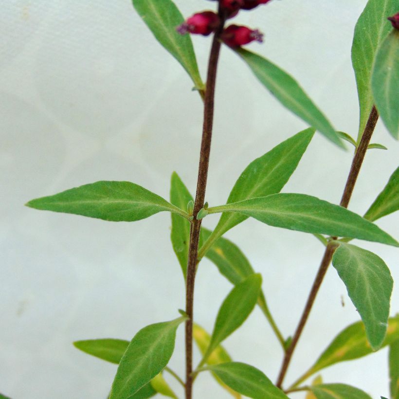 Lysimachia atropurpurea Beaujolais (Follaje)