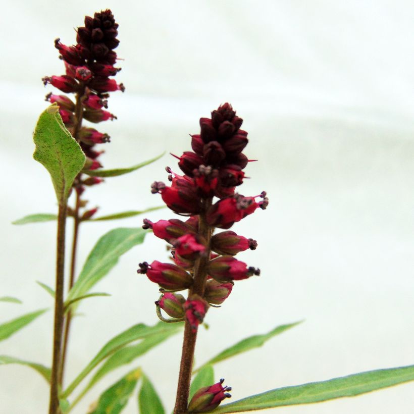 Lysimachia atropurpurea Beaujolais (Floración)