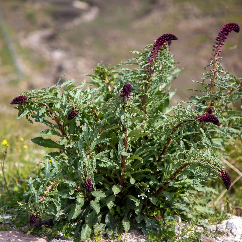 Lysimachia atropurpurea Beaujolais (Porte)