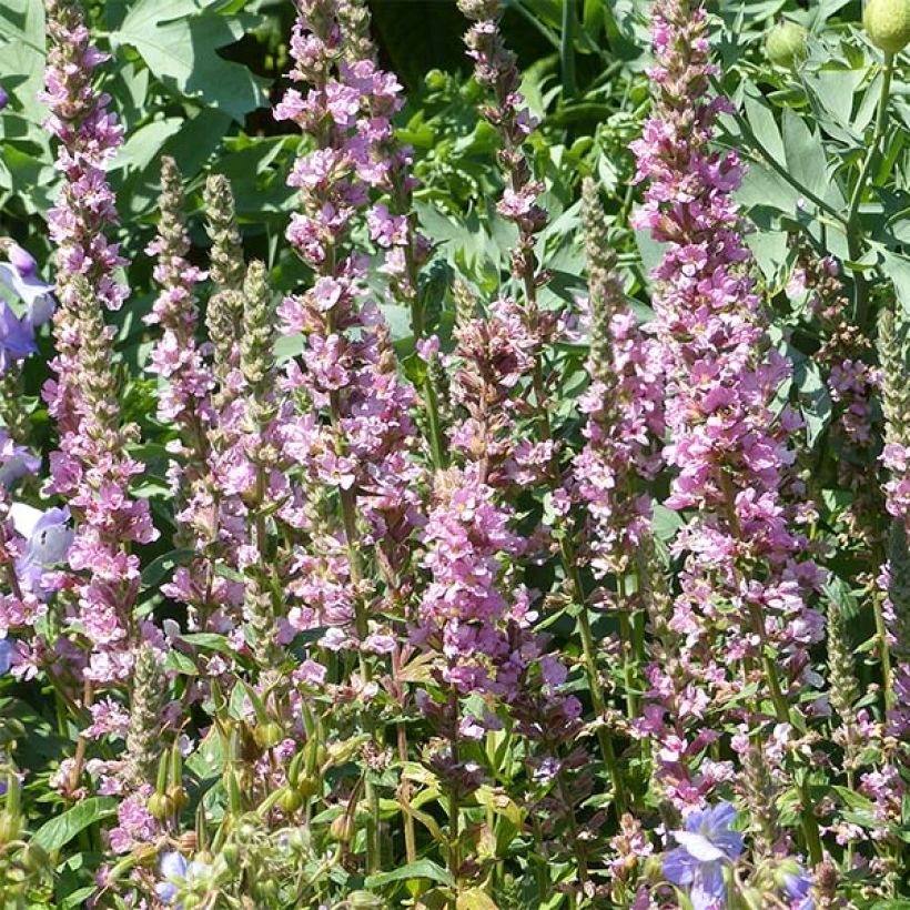 Lythrum salicaria Blush - Salicaria (Floración)