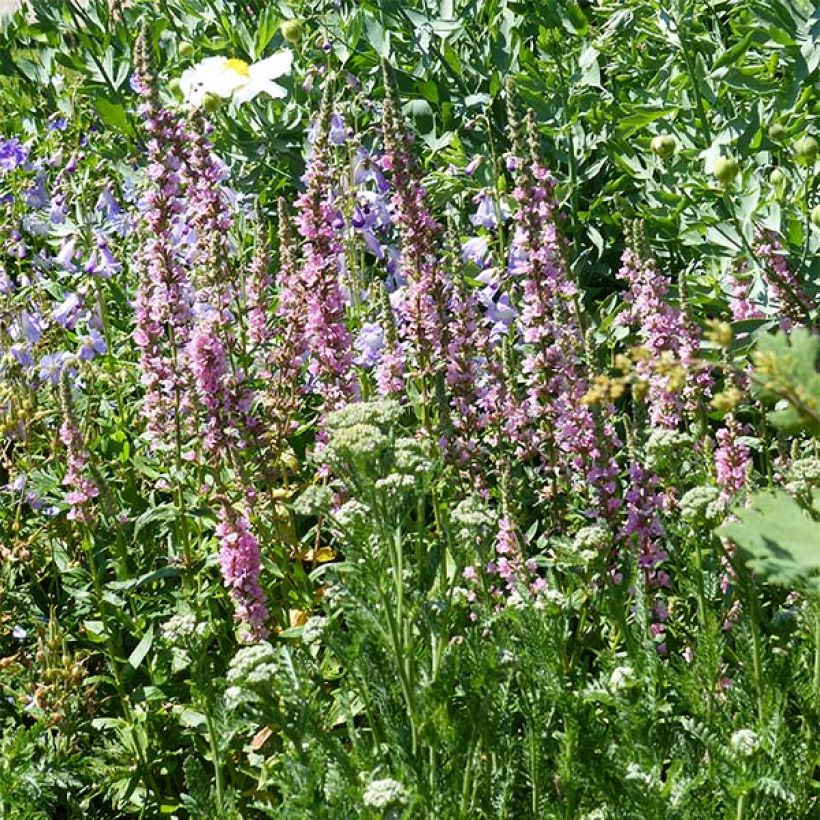 Lythrum salicaria Blush - Salicaria (Porte)