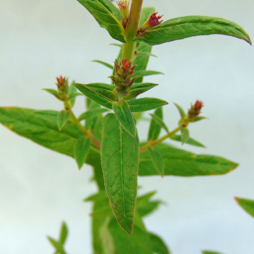 Lythrum salicaria Robert - Salicaria (Follaje)