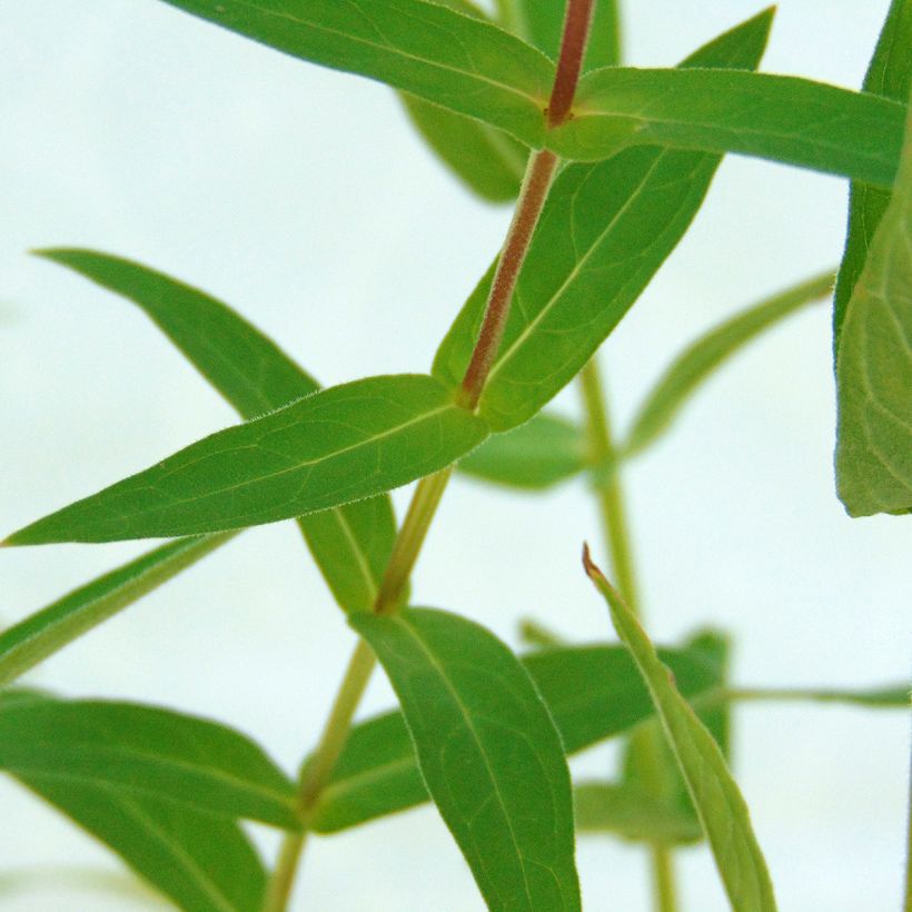 Lythrum salicaria - Salicaria (Follaje)