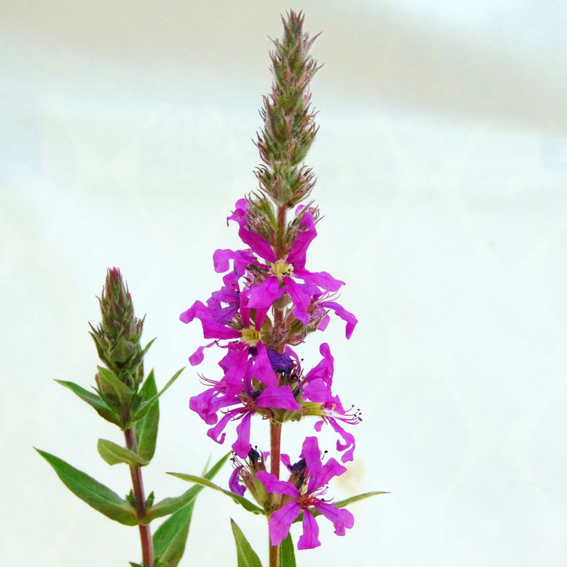 Lythrum salicaria - Salicaria (Floración)