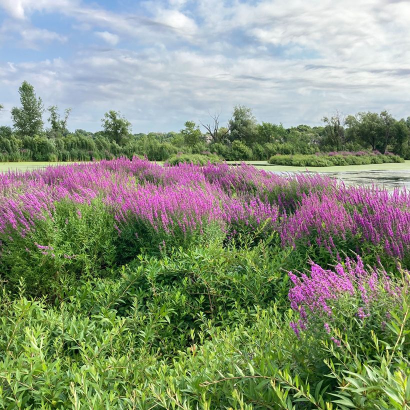 Lythrum salicaria - Salicaria (Porte)