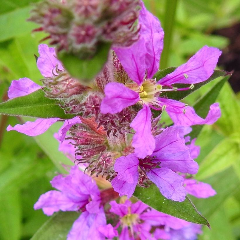 Lythrum salicaria Swirl - Salicaria (Floración)