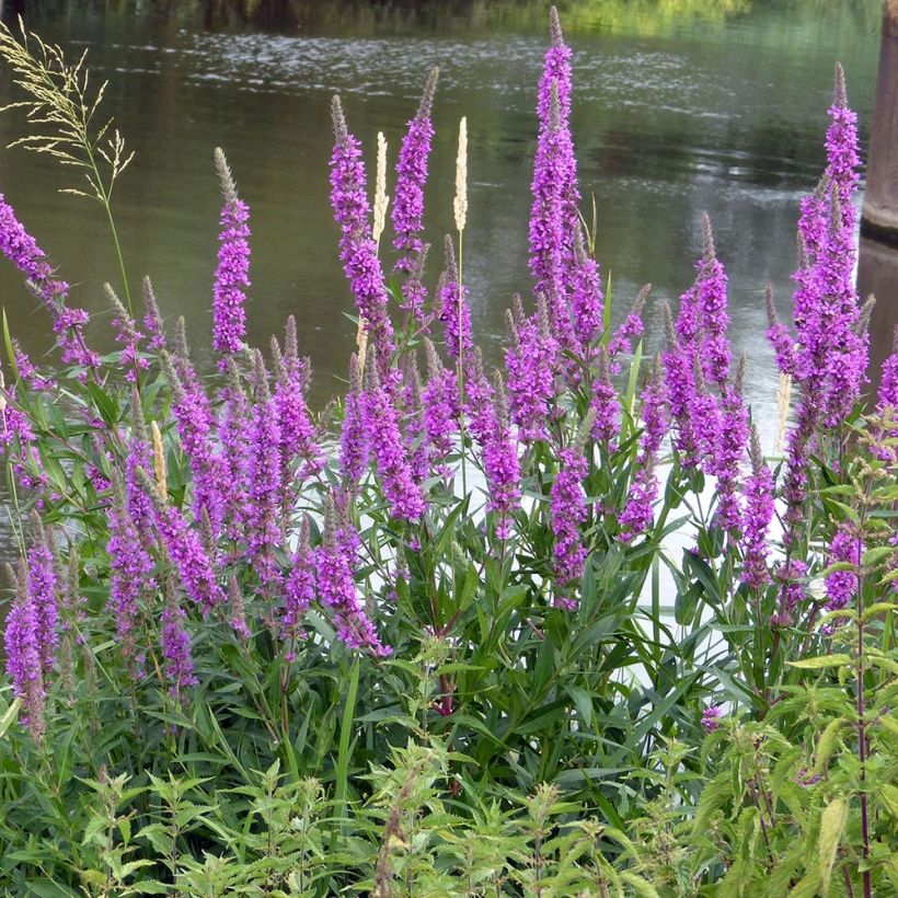 Lythrum salicaria The Beacon - Salicaria (Porte)