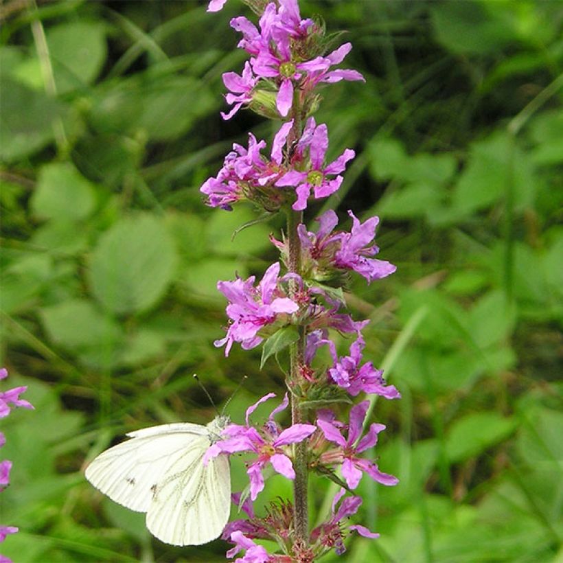 Lythrum virgatum Dropmore Purple - Salicaria de la varita (Floración)