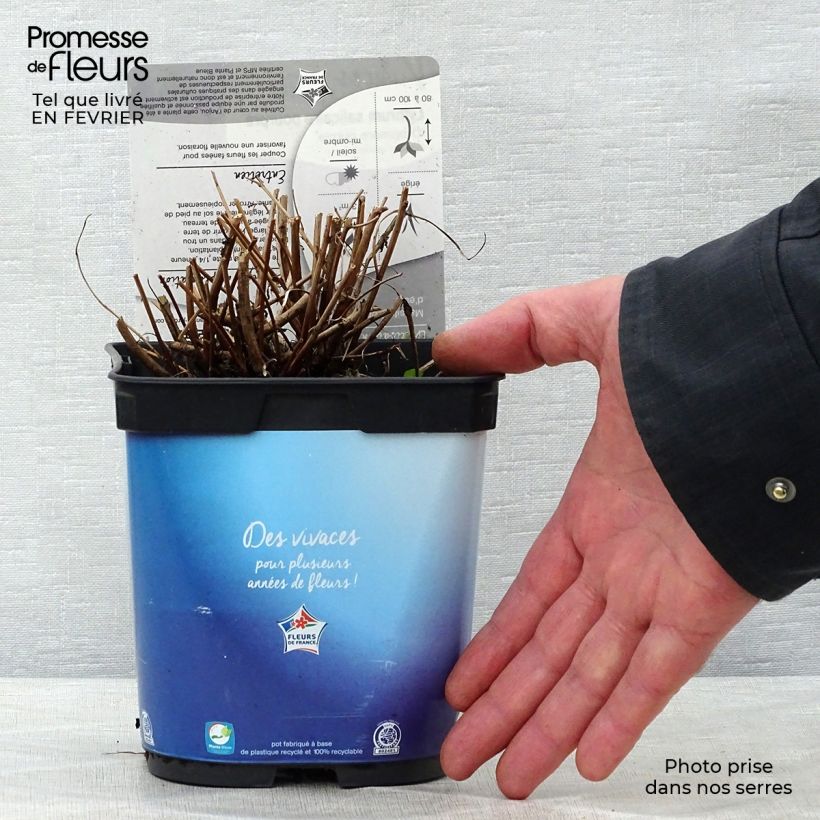 Lythrum virgatum Dropmore Purple en pot de 2/3 litres Ejemplar entregado en invierno