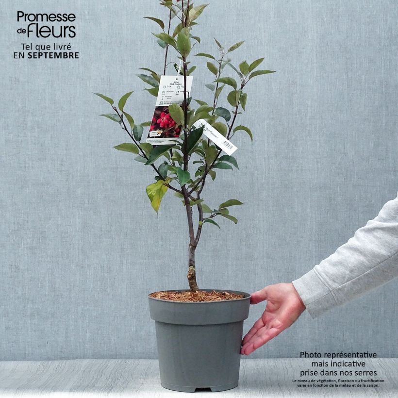 Ejemplar de Pommier d'ornement - Malus Dark Rosaleen Pot de 6L entregado en otoño