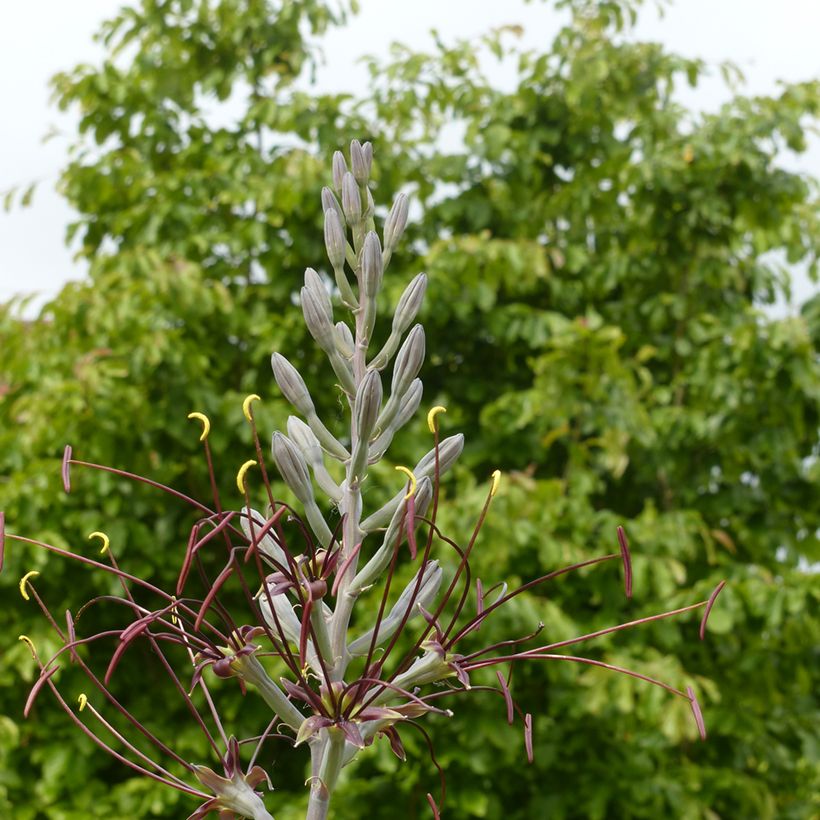 Agave undulata Chocolate Chip (Floración)