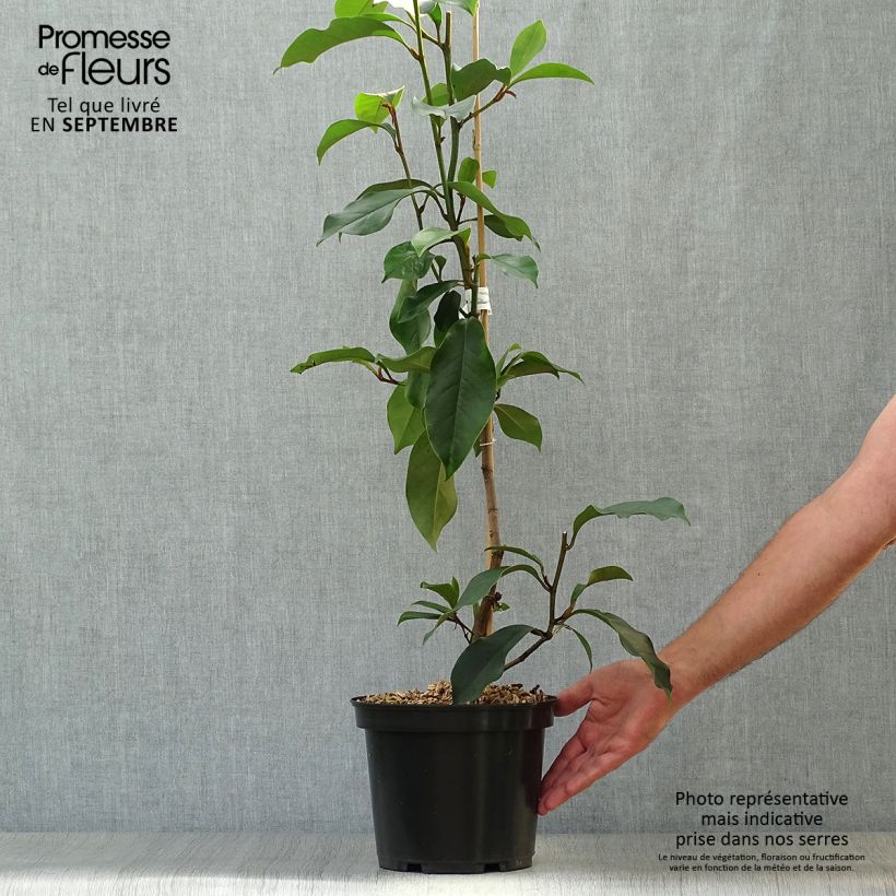 Ejemplar de Michelia (x) foggii Allspice - Michelia hybride Pot de 5L entregado en otoño